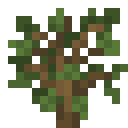 Oak Sapling