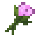 Pink Tulip.png: Inventory sprite for Pink Tulip in Minecraft as shown in-game linking to Pink Tulip with description: Pink Tulip