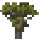 Acacia Sapling