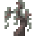 Pale Oak Sapling