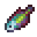 Rainbow Wrasse
